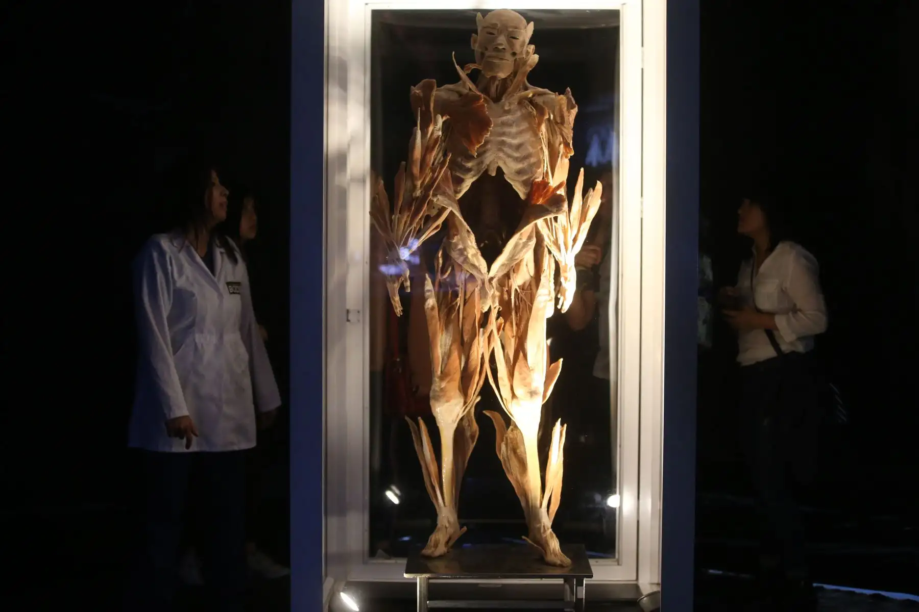 Exposición de Cuerpos Humanos en Jockey Plaza. Foto: ANDINA/Vidal Tarqui