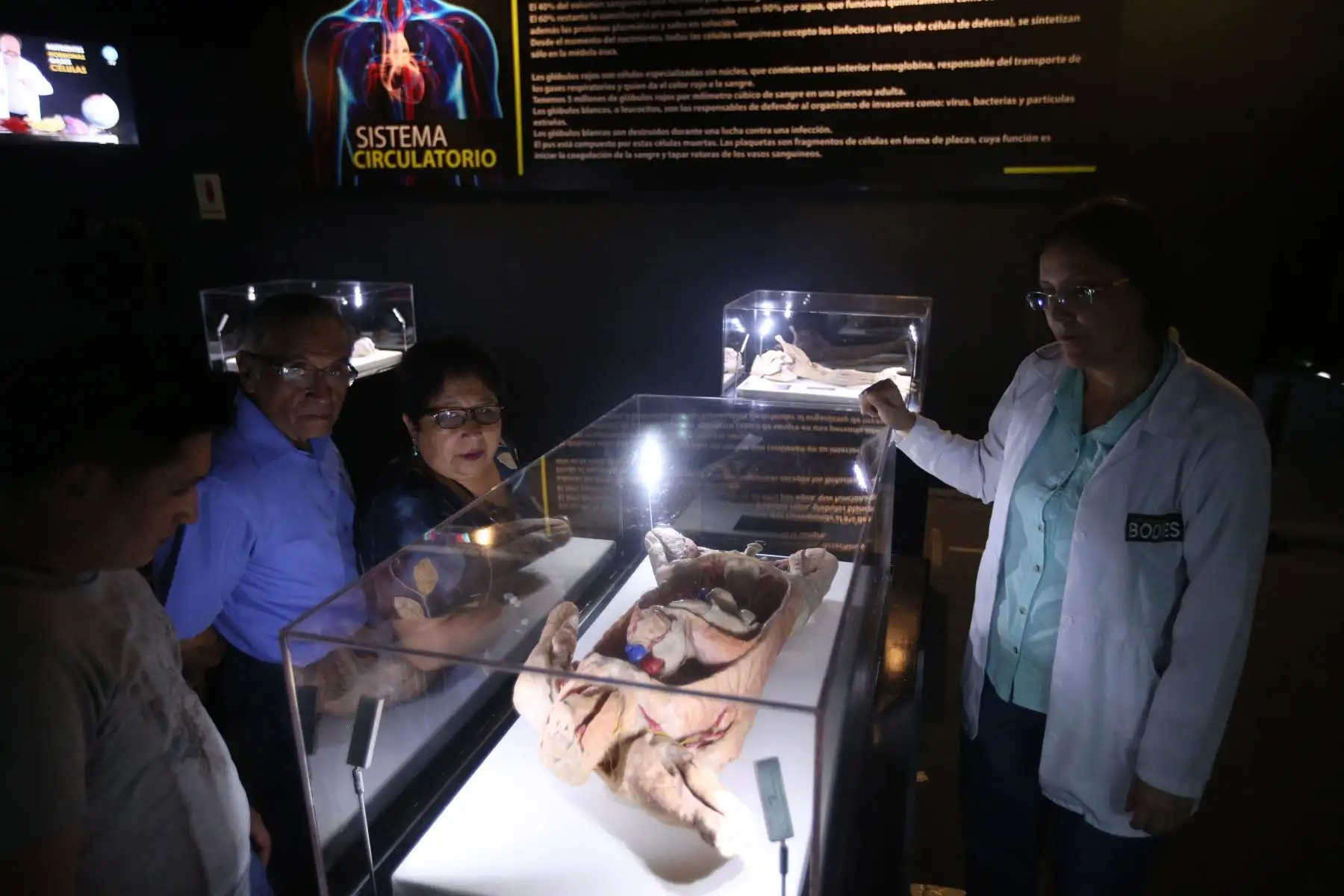 Exposición de Cuerpos Humanos en Jockey Plaza. Foto: ANDINA/Vidal Tarqui