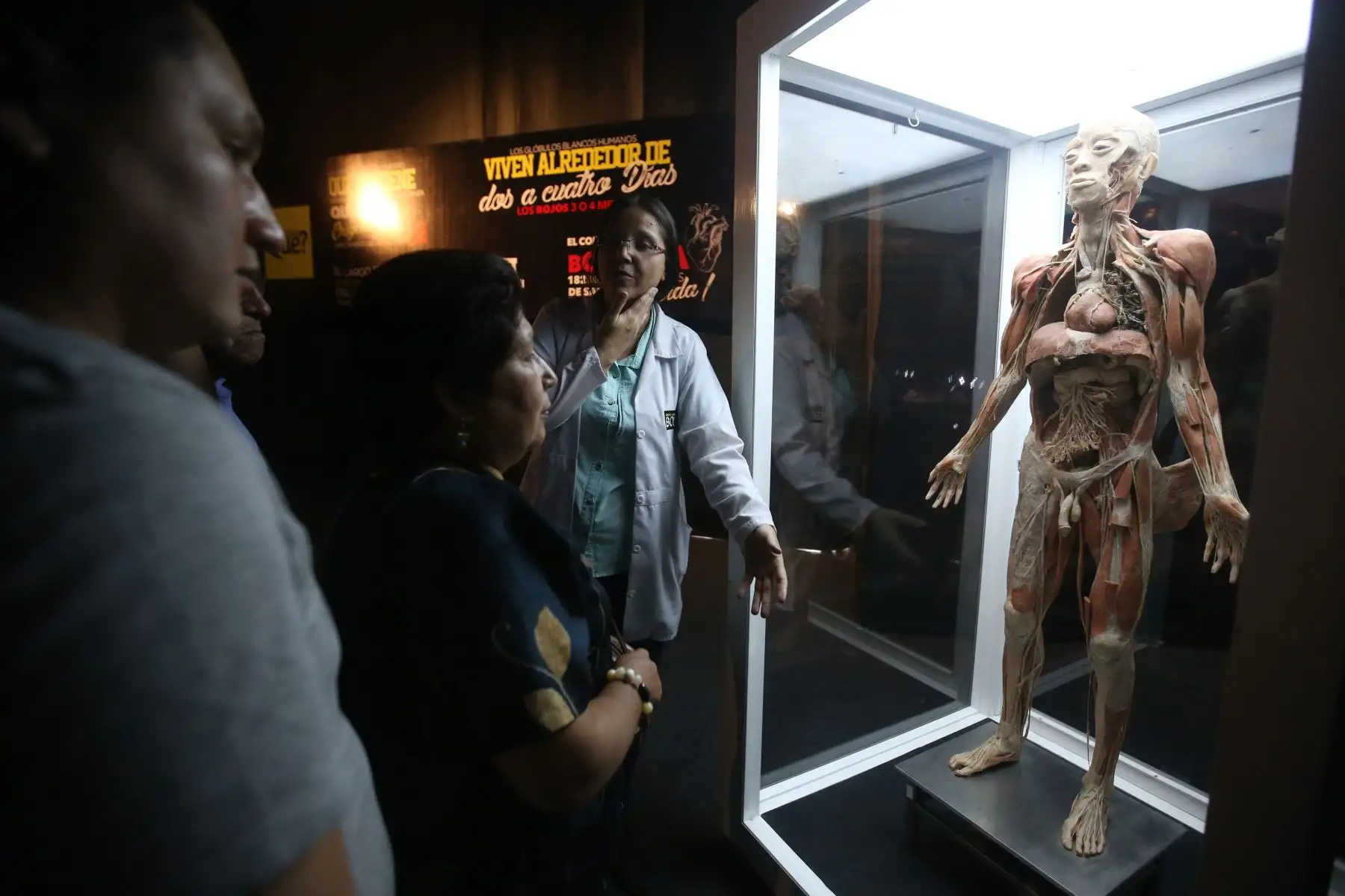 Exposición de Cuerpos Humanos en Jockey Plaza. Foto: ANDINA/Vidal Tarqui