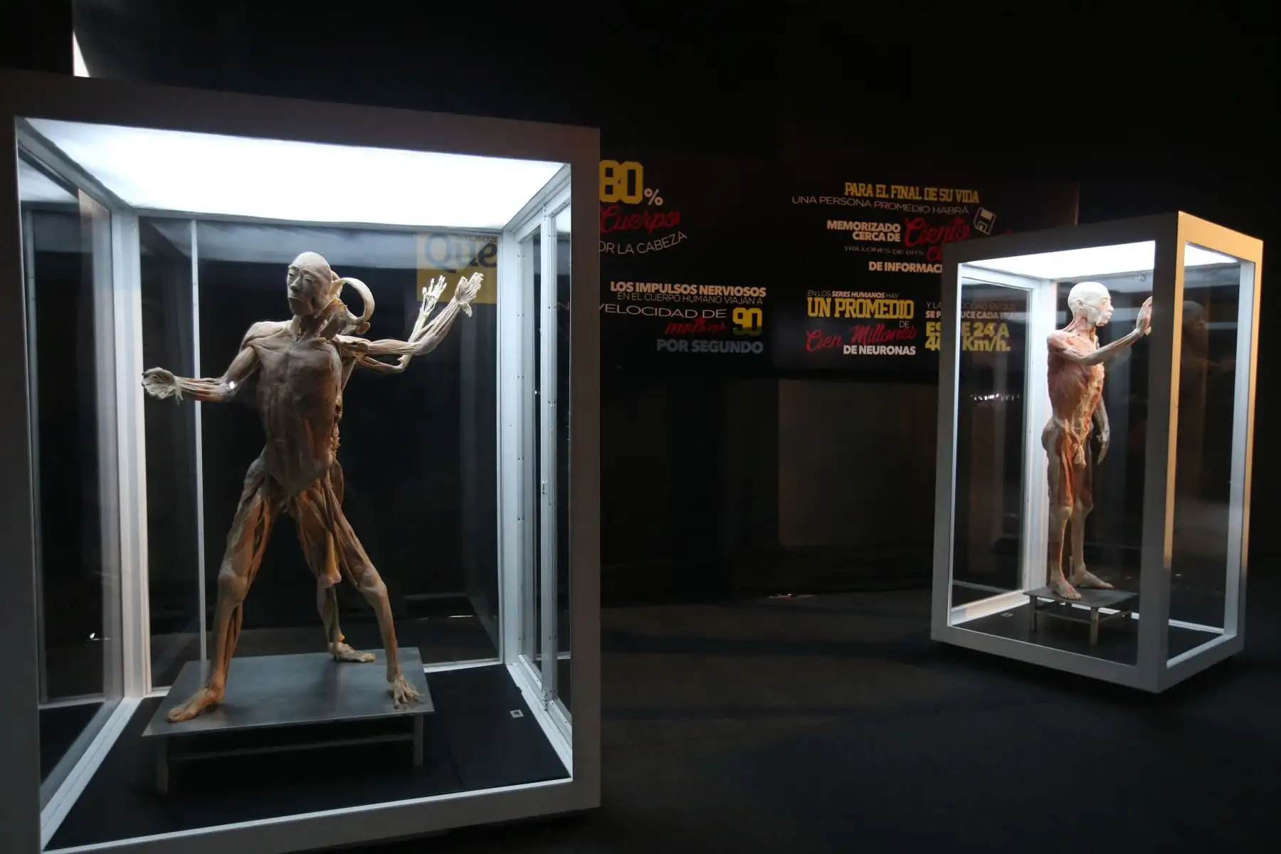 Exposición de Cuerpos Humanos en Jockey Plaza. Foto: ANDINA/Vidal Tarqui