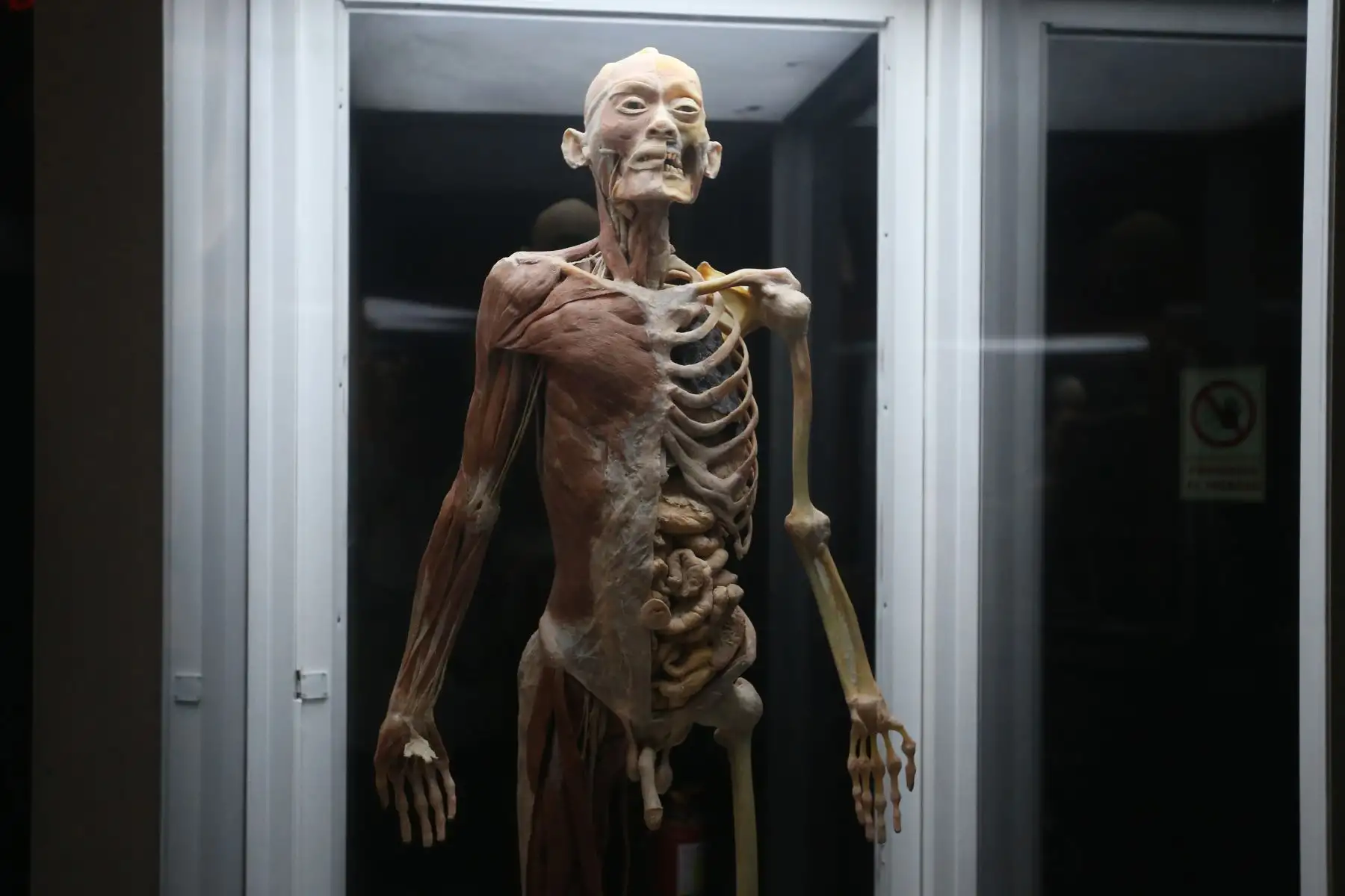 Exposición de Cuerpos Humanos en Jockey Plaza. Foto: ANDINA/Vidal Tarqui