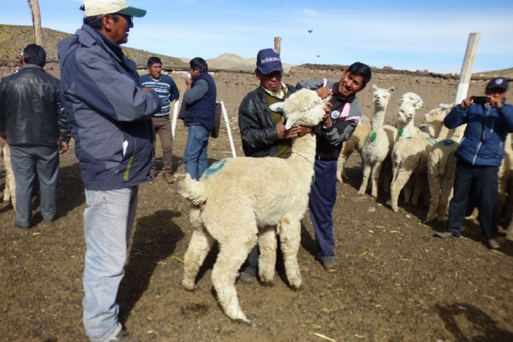 Minagri capacita a 94 promotores alpaqueros de Puno y Ayacucho para mejorar producción. ANDINA/Difusión