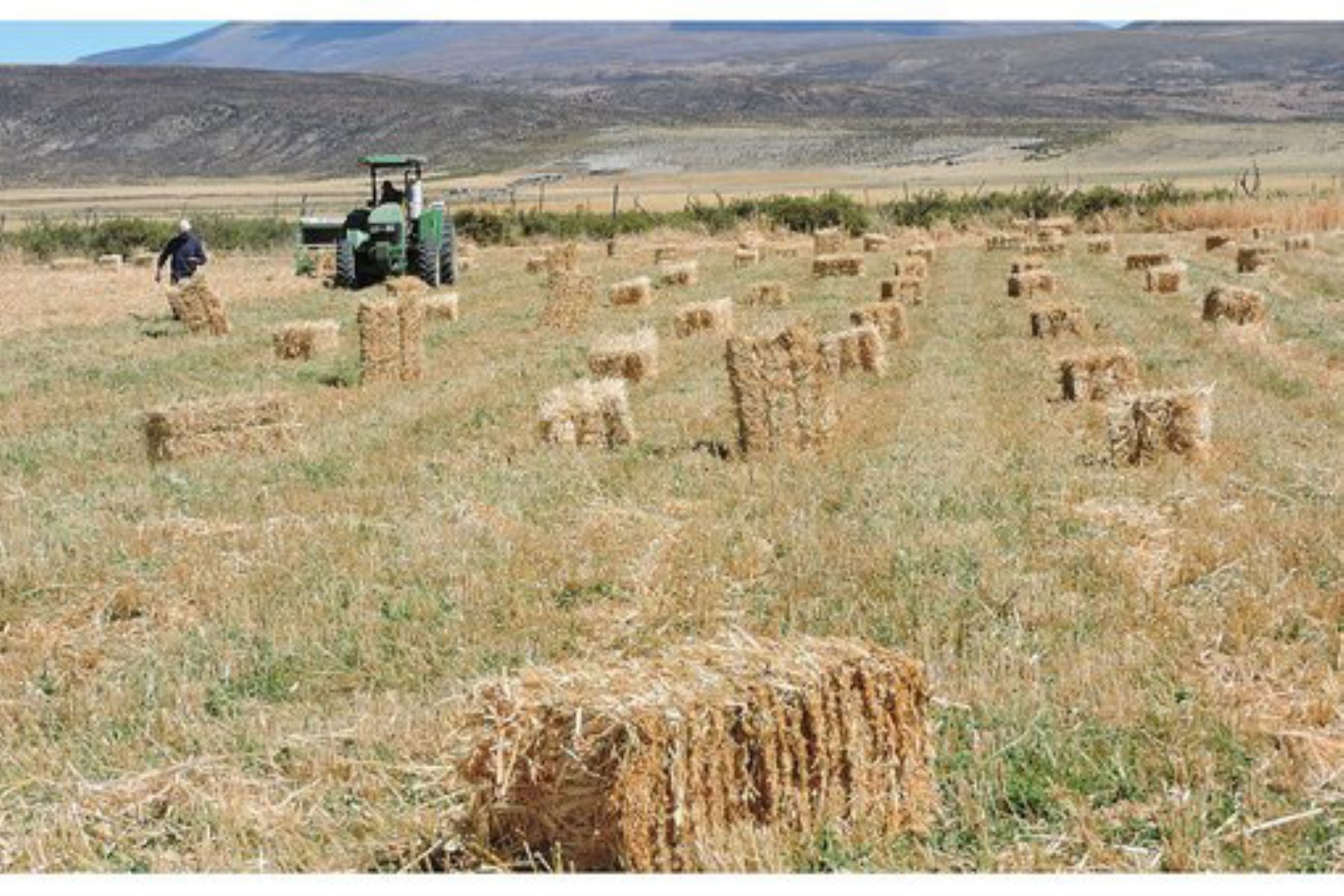 Como parte de la Campaña de Siembra de Pastos y Forrajes 2018, Agro Rural proyecta sembrar 1,033 hectáreas de pastos en cuatro provincias de la región La Libertad.