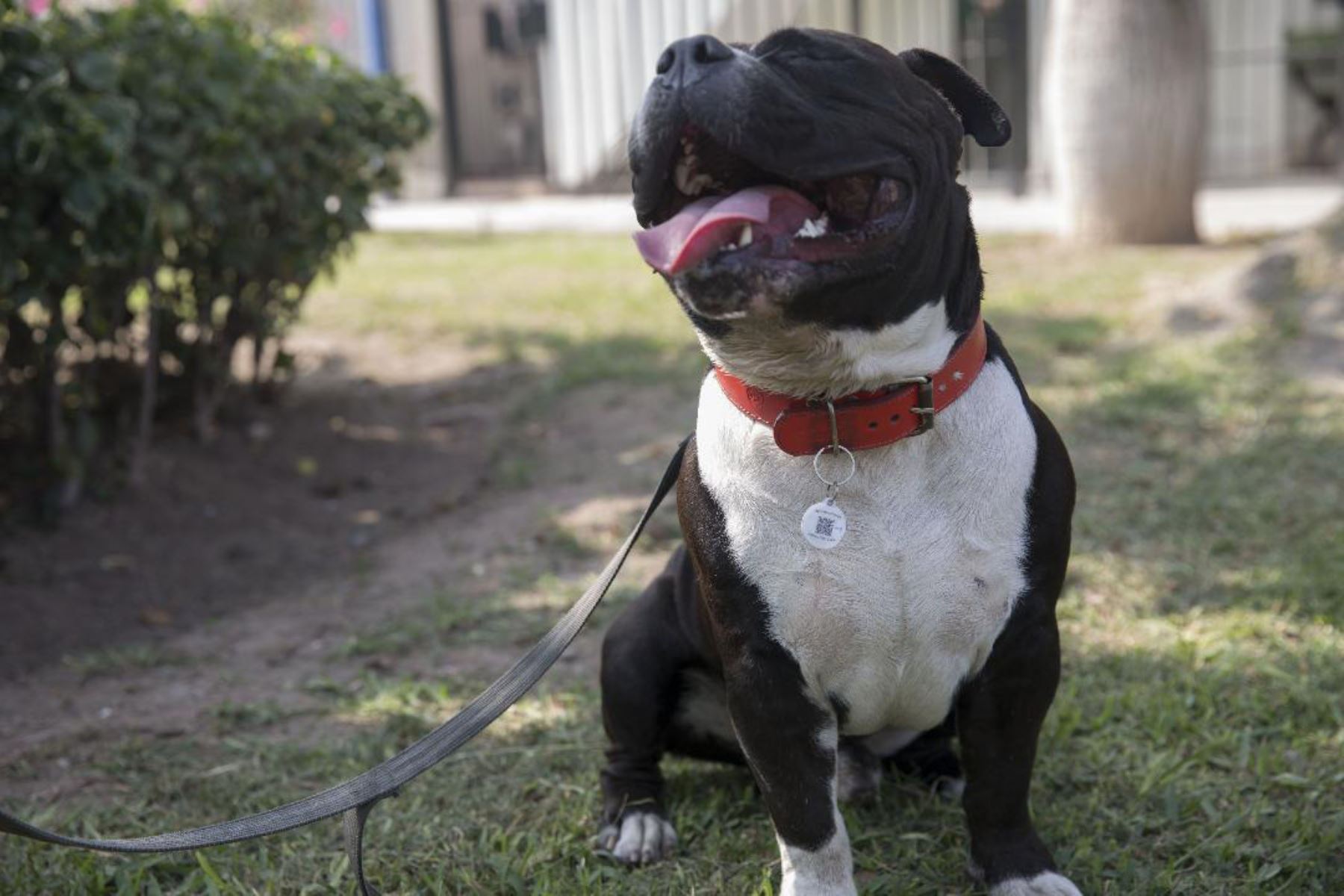 Nuevo método ayuda a ubicar a las mascotas extraviadas. Foto: Andina/Difusión