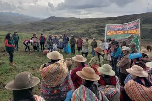 Junín: Minagri beneficia a 3,217 ganaderos con 1,930 hectáreas de pastos cultivados