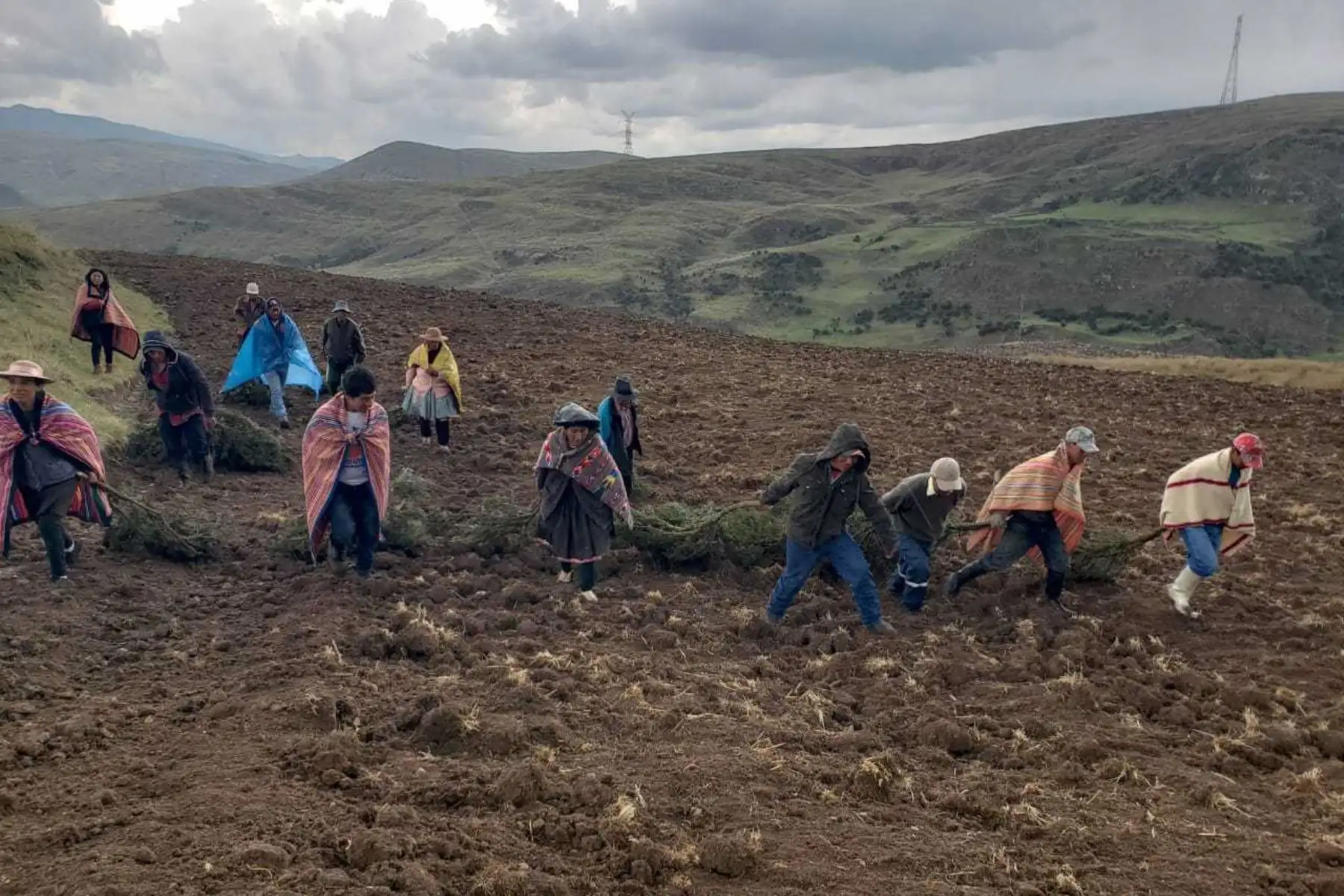 La Campaña de Siembra de Pastos y Forrajes 2018-2019 del Ministerio de Agricultura y Riego (Minagri), iniciada en noviembre, culminó al 100% con la implementación de 11,234 hectáreas de forraje en 56 distritos de la región altiplánica. Ello se logró aprovechando la temporada de lluvias que se viene registrando en el altiplano. ANDINA/Difusión