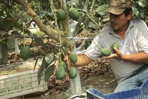 Minagri certifica a productores de palto en región Áncash. ANDINA/Difusión