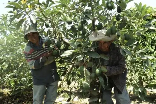 Palta. ANDINA/Difusión