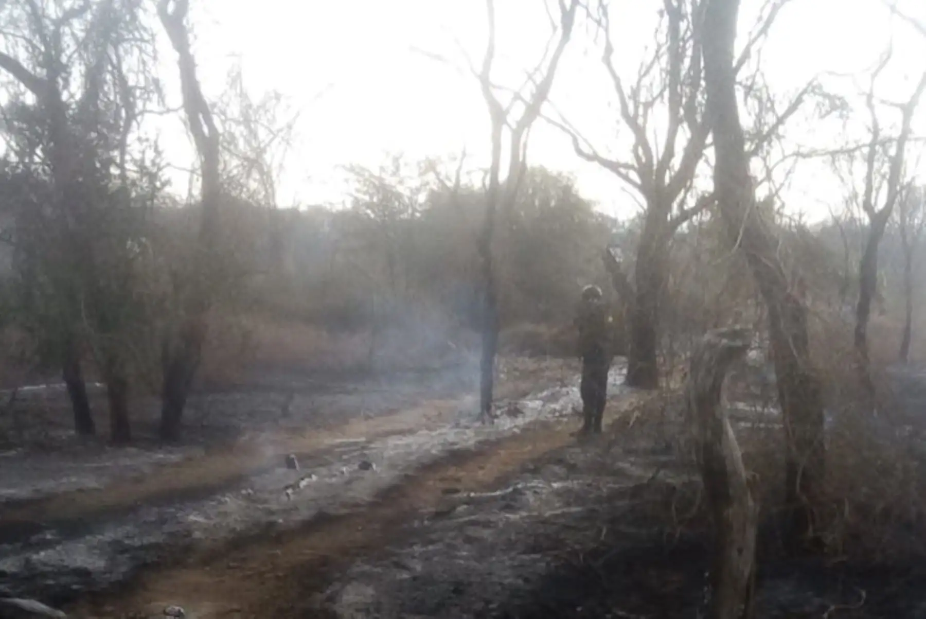 Bomberos y personal de serenazgo luchan para controlar incendio forestal en el caserío Humedales del distrito de Motupe, región Lambayeque.