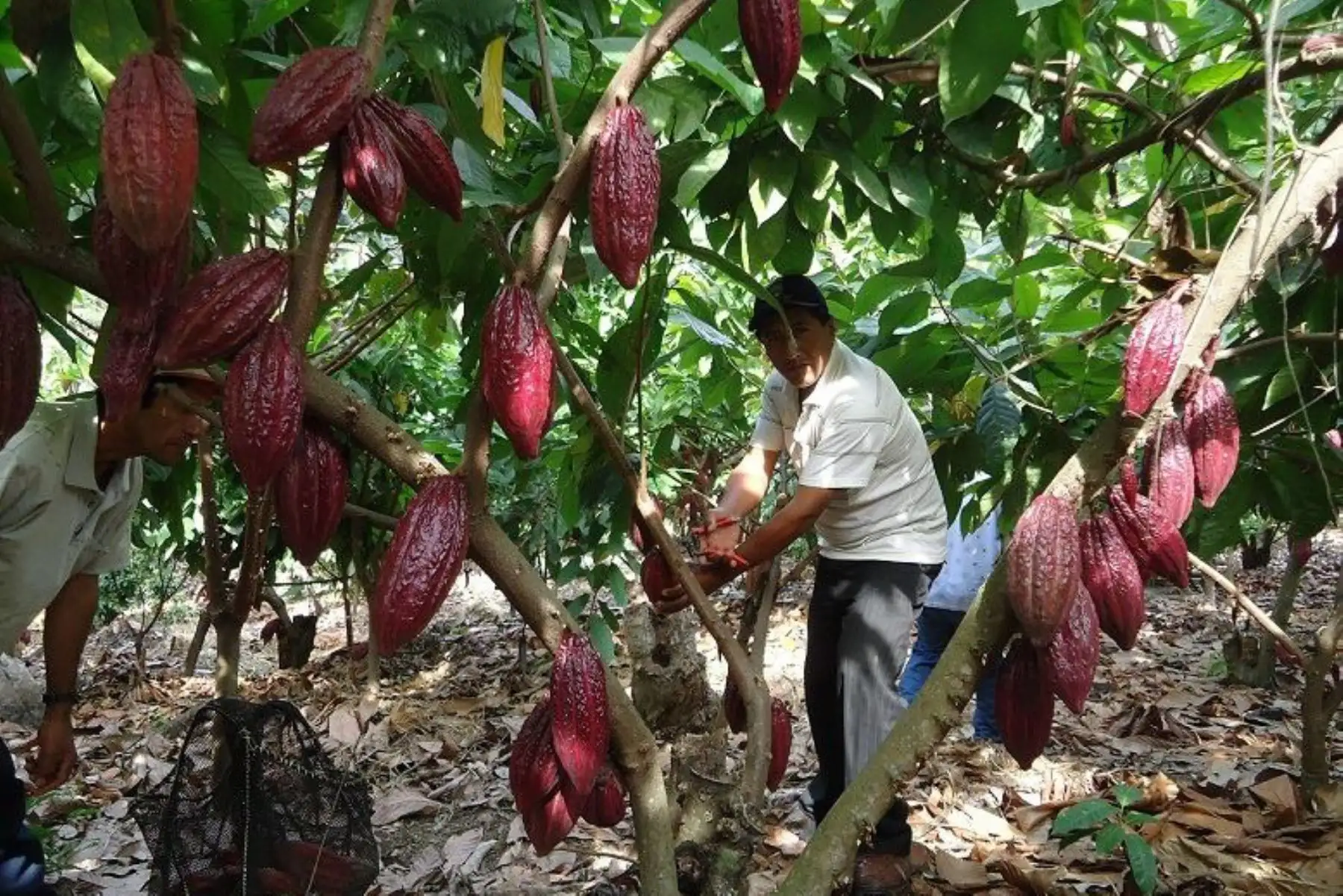 Cacao ANDINA/Difusión