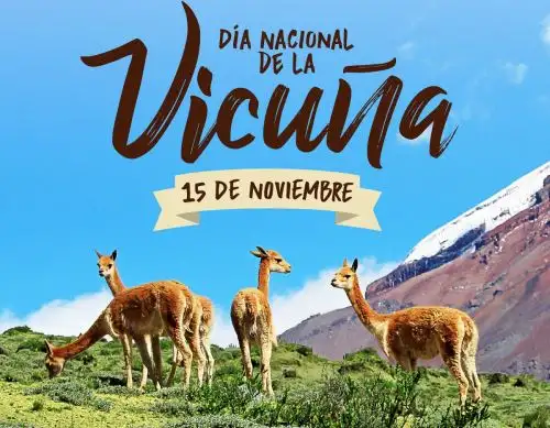 Día Nacional de la Vicuña: conoce a este camélido presente en el Escudo Nacional
