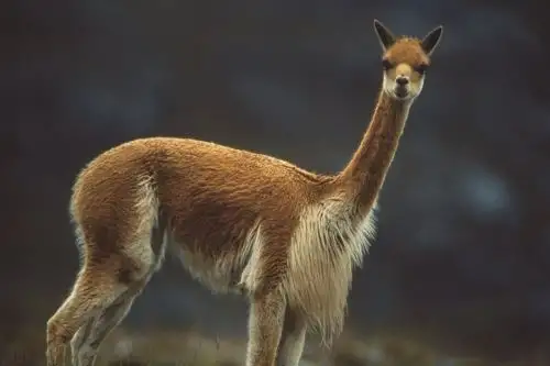 Las vicuñas poseen una de las fibras más finas del planeta. ANDINA/Difusión