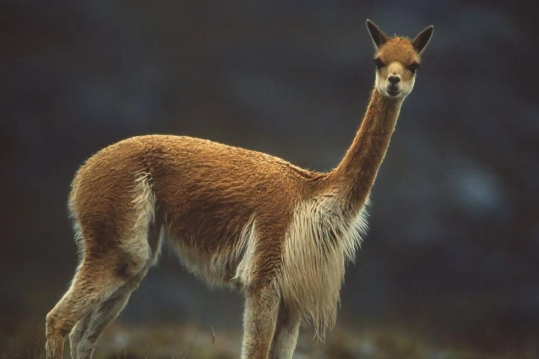 Las vicuñas poseen una de las fibras más finas del planeta. ANDINA/Difusión