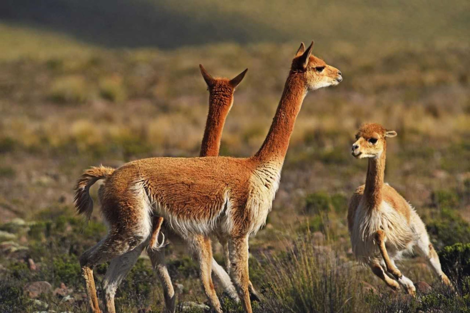 La vicuña es un camélido silvestre presente en el Escudo Patrio como símbolo del reino animal o fauna autóctona del Perú. ANDINA/Difusión