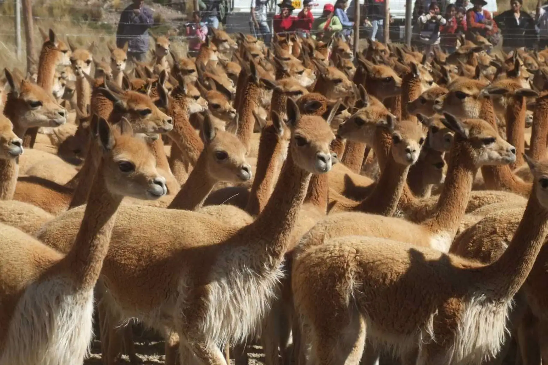 Después de nueve años, se realizará en 2021 un censo vicuñas en Perú, anunció hoy el Servicio Nacional Forestal y de Fauna Silvestre (Serfor), a fin de actualizar la estadística que data de 2012, según la cual existen 208,899 ejemplares de este camélido sudamericano en nuestro país. ANDINA/DifusiónANDINA/Difusión