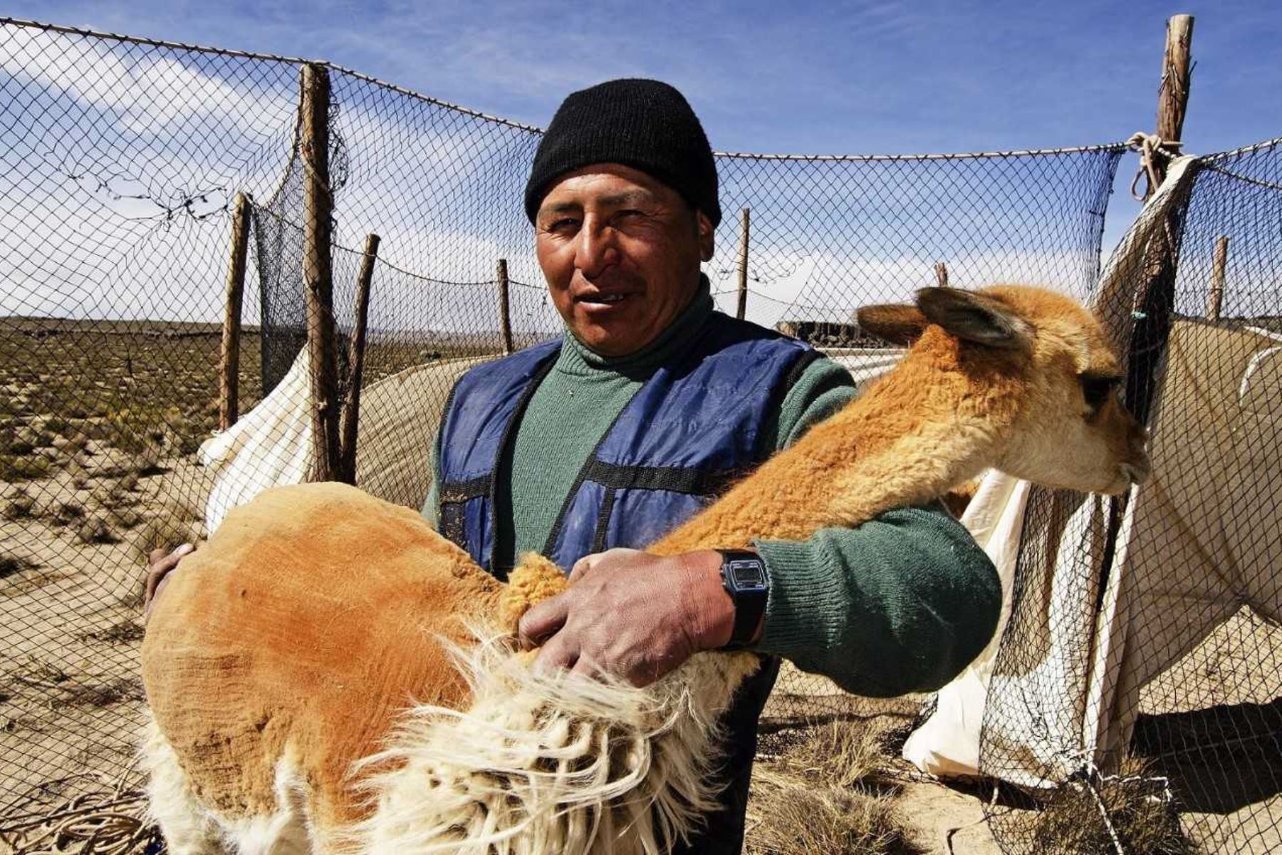 Los esfuerzos del Perú para evitar la extinción de la vicuña y el aprovechamiento sostenible de su valiosa fibra en beneficio de las comunidades campesinas dedicadas a la crianza de este camélido sudamericano, son destacados por la publicación especializada en turismo de la cadena internacional de noticias británica BBC. ANDINA/Difusión