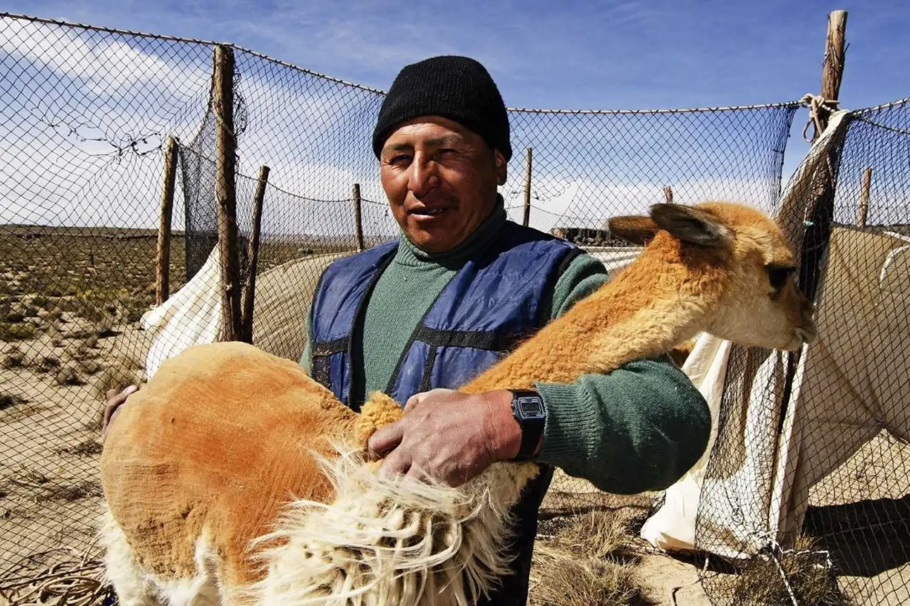 Los esfuerzos del Perú para evitar la extinción de la vicuña y el aprovechamiento sostenible de su valiosa fibra en beneficio de las comunidades campesinas dedicadas a la crianza de este camélido sudamericano, son destacados por la publicación especializada en turismo de la cadena internacional de noticias británica BBC. ANDINA/Difusión