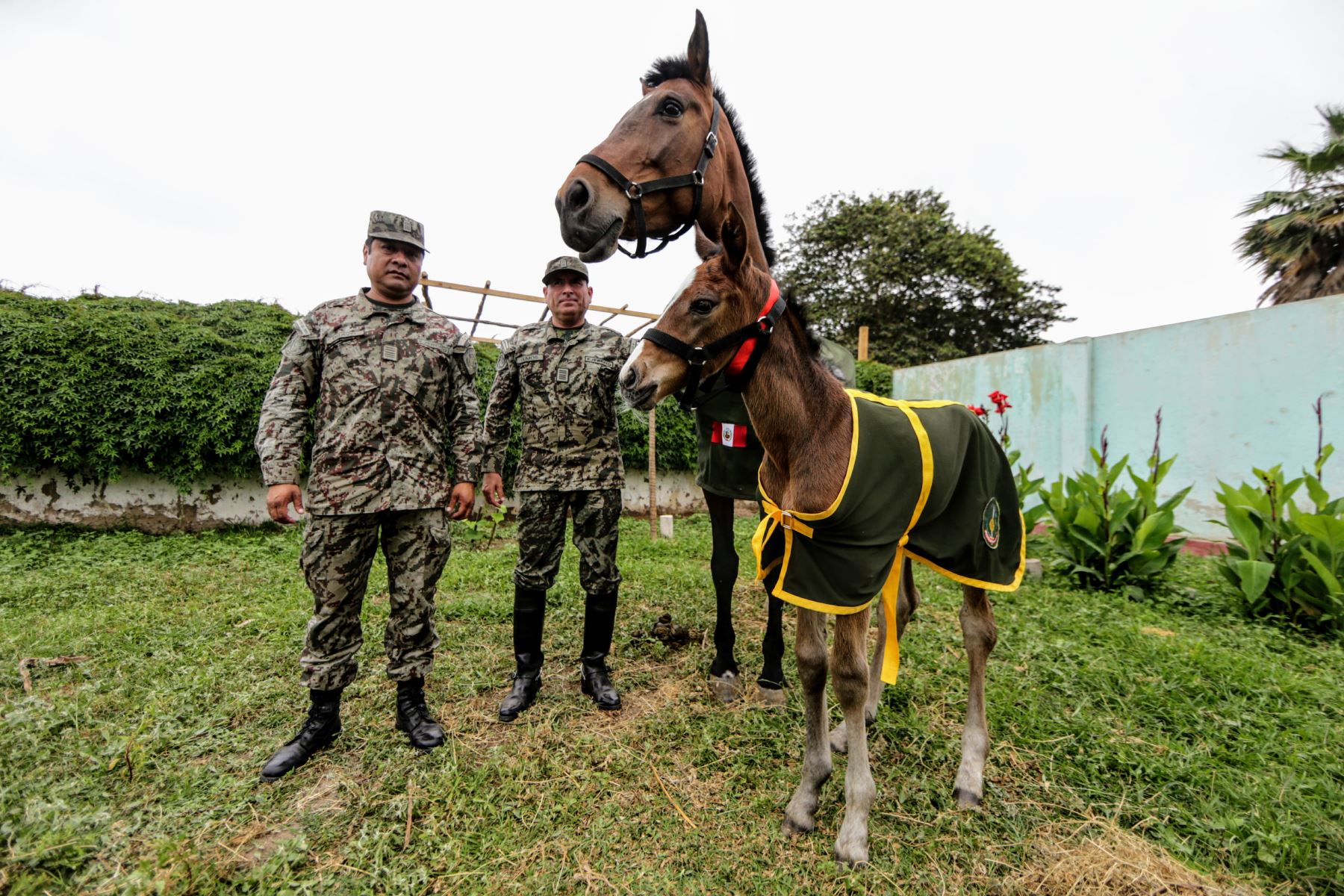 Pequeña potranca Gloria del Ejército. Foto: ANDINA/Luis Iparraguirre