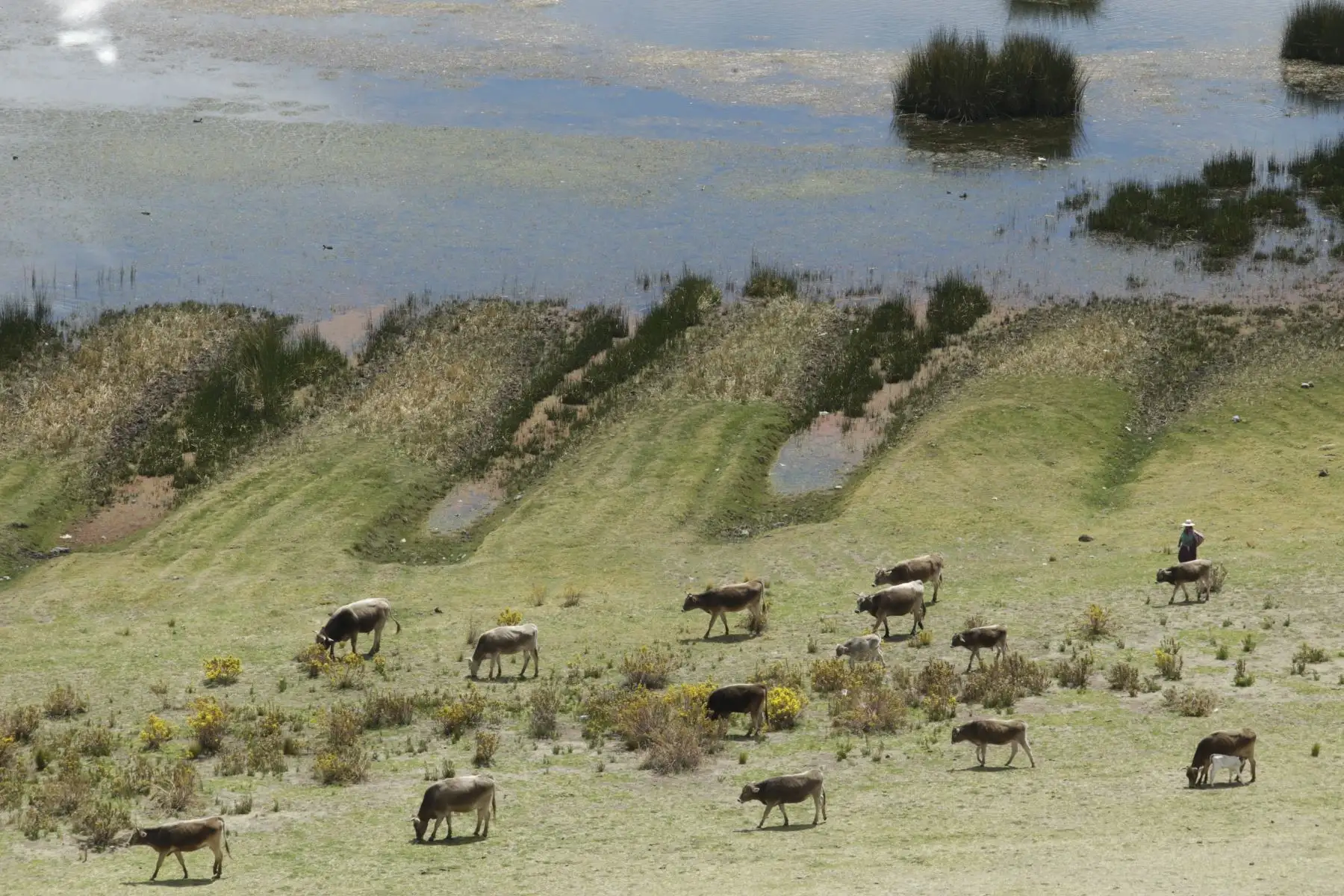 Sillustani, a 35 minutos de la ciudad de Puno, es una necrópolis peculiar: sus chullpas o torres funerarias, construidas sobre una meseta, pertenecen a los incas y culturas preincas. Foto: ANDINA/Melina Mejía