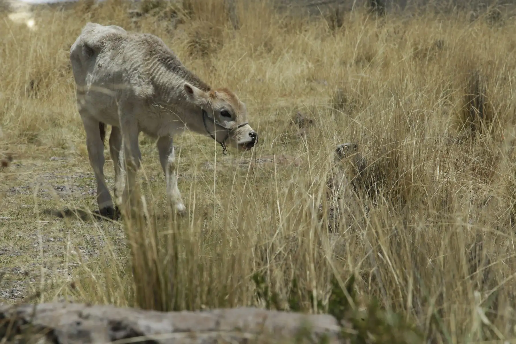 Sillustani, a 35 minutos de la ciudad de Puno, es una necrópolis peculiar: sus chullpas o torres funerarias, construidas sobre una meseta, pertenecen a los incas y culturas preincas. Foto: ANDINA/Melina Mejía