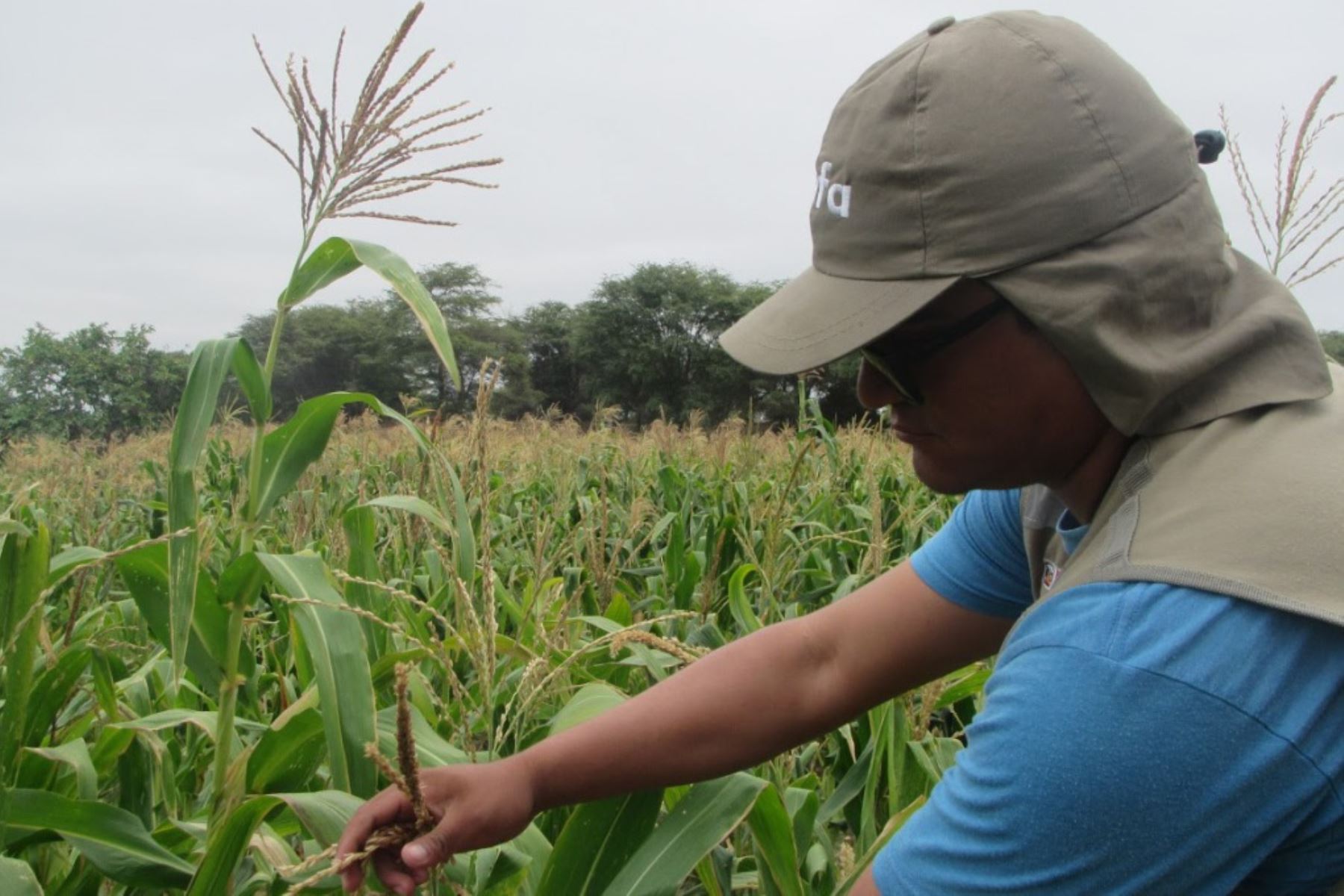 El Organismo de Evaluación y Fiscalización Ambiental (OEFA) detectó, por primera vez en el Perú, Organismos Vivos Modificados (OVM) o transgénicos en 25 campos de cultivo de maíz amarillo duro, en las regiones de Áncash y Piura.