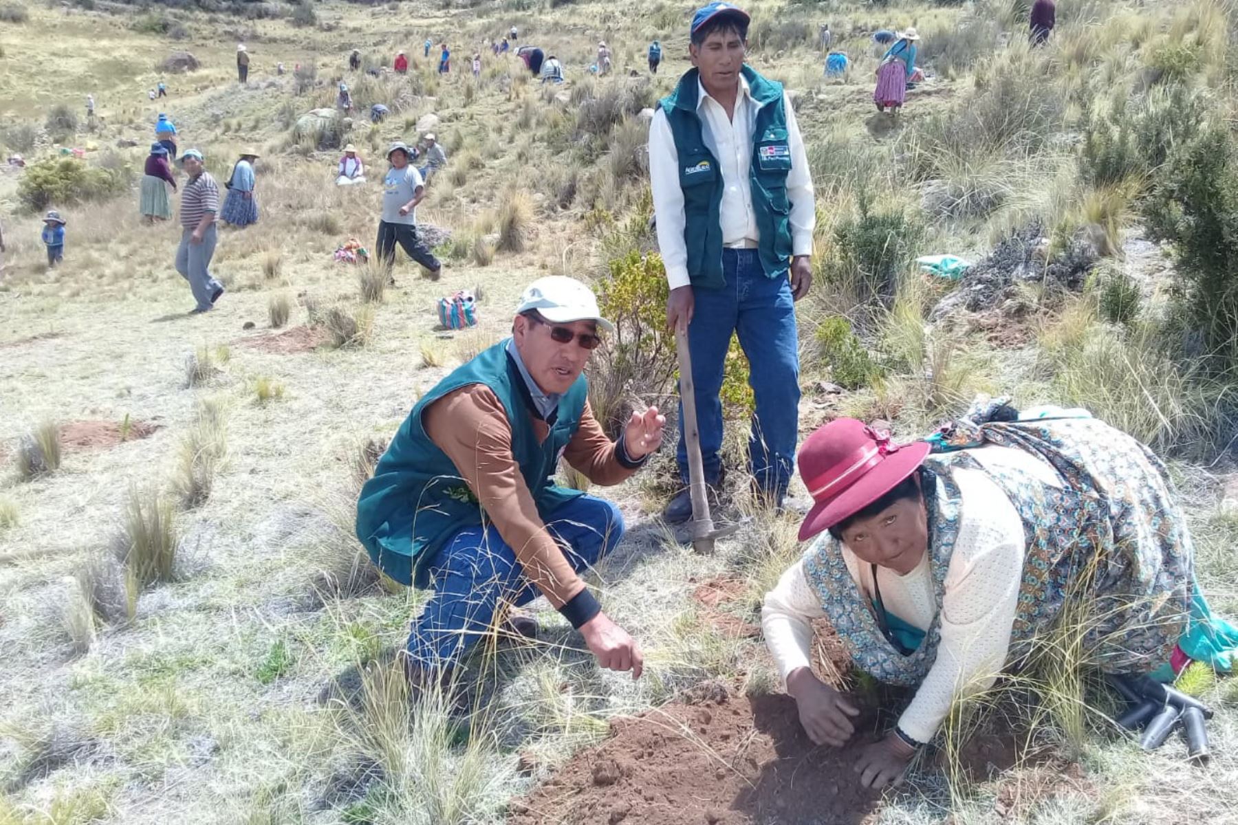 Impulsan proyecto de reforestación y captación de agua en distrito de Juli, región Puno. ANDINA/Difusión