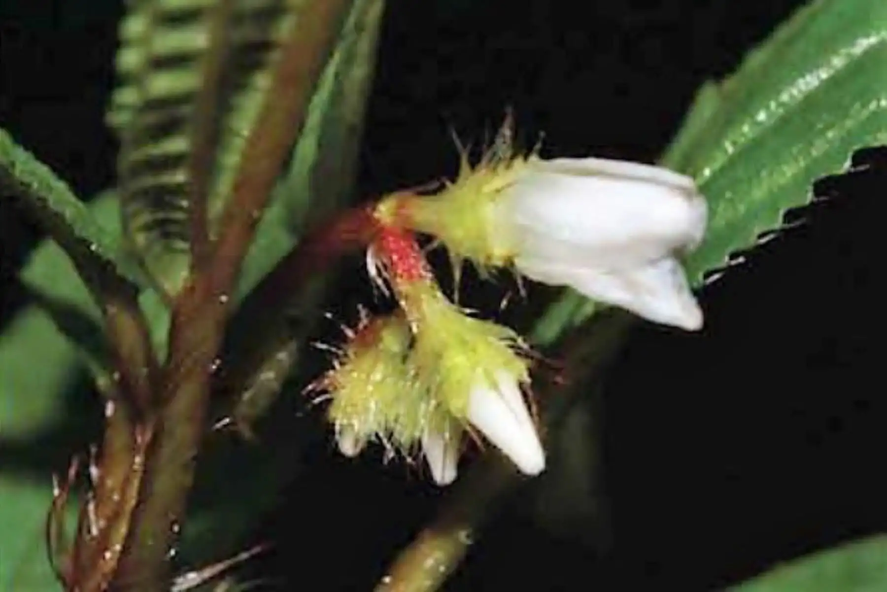 Descubren seis nuevas especies de plantas en el Parque Nacional Yanachaga Chemillén, ubicado en Pasco. Foto: Sernanp