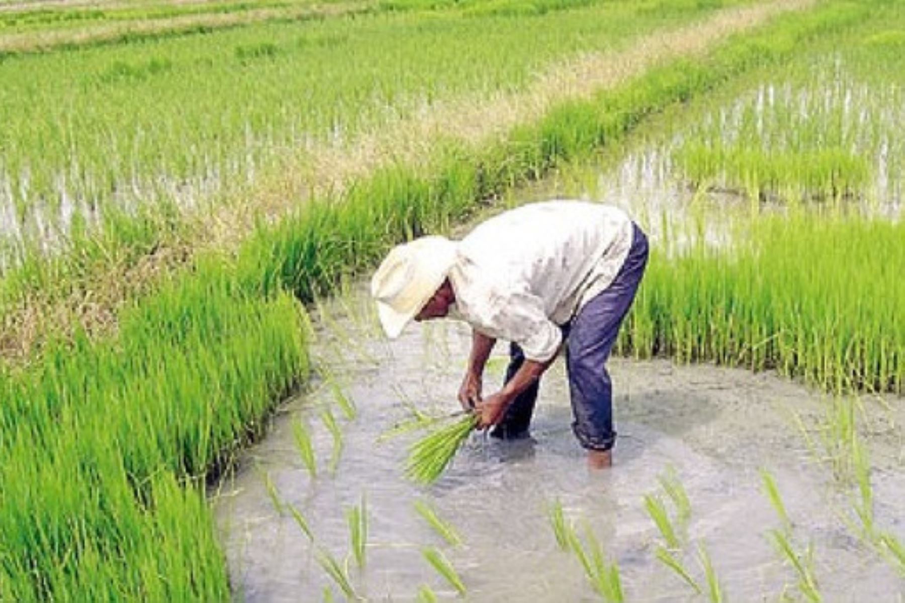 Minagri advierte por aumento de área sembrada de arroz en San Martín. ANDINA/Difusión