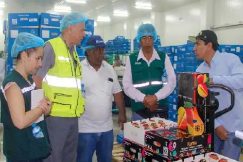 Provincia de Casma se alista para exportar mango a Chile