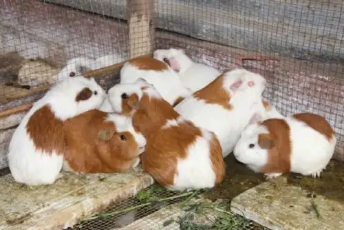 Certifican a productores de Canta como extensionistas en manejo de cuyes