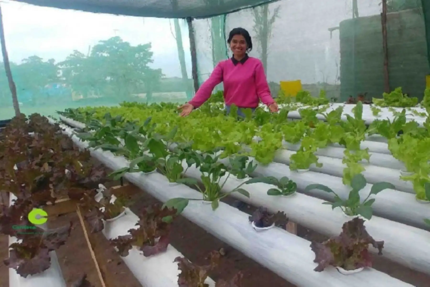Muchos pequeños comerciantes peruanos han alcanzado el éxito en sus negocios gracias a si ingenio y creatividad, como es el caso del grupo de jóvenes beneficiarios del Programa Pisco Emprendedor, impulsado por el Consorcio Camisea, y cuya inversión total supera los US$ 640,000. ANDINA/Difusión
