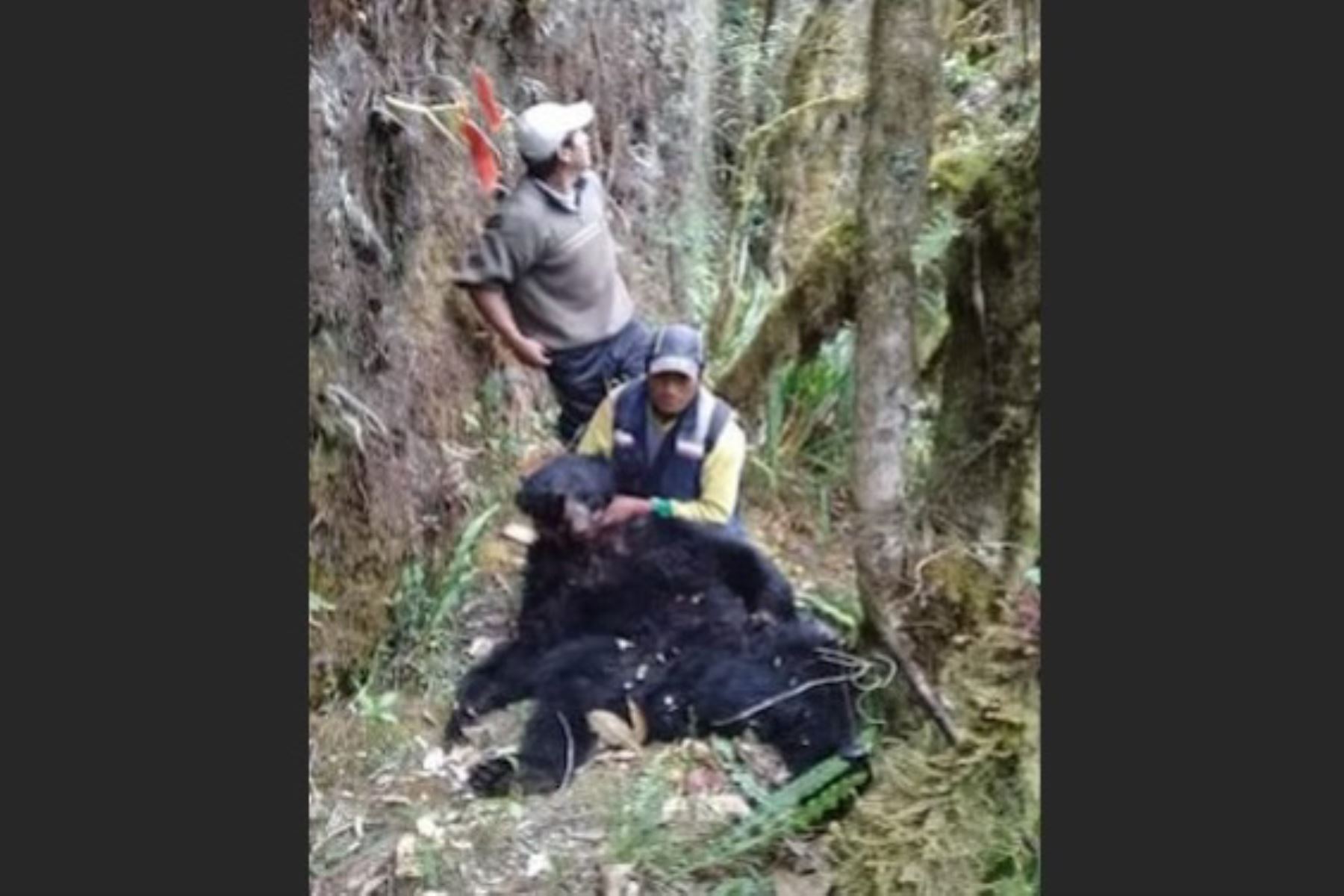 Policía busca a tres sujetos por cazar y desollar a oso andino en Cusco. Foto: Policía Nacional