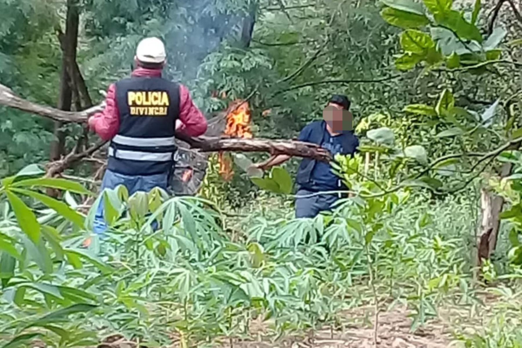 Autoridades incineran 1,500 plantones de marihuana en región Amazonas. ANDINA/Difusión