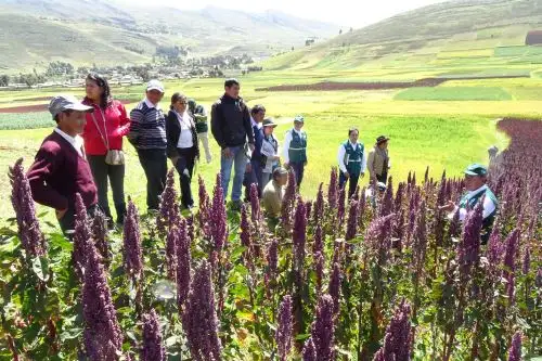 Pequeños y medianos productores agrarios de Junín serán capacitados y recibirán asistencia técnica de parte del INIA.