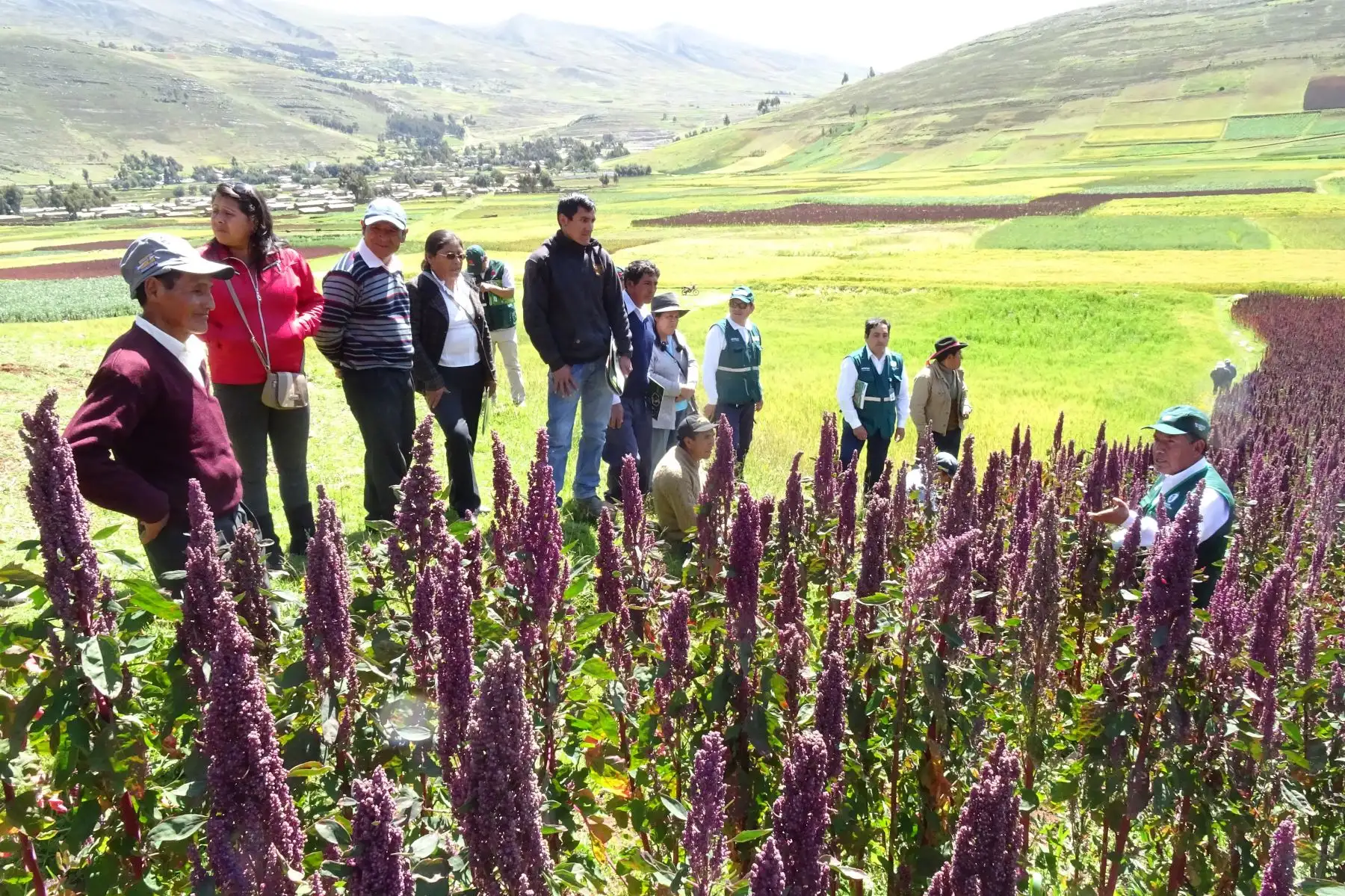 Pequeños y medianos productores agrarios de Junín serán capacitados y recibirán asistencia técnica de parte del INIA.