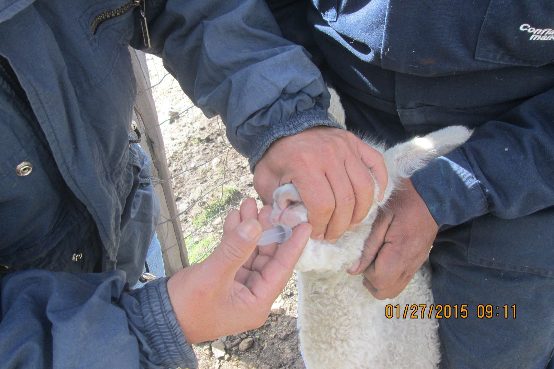 Con vacunas reducen drásticamente muerte de alpacas bebé. Foto: Cortesía
