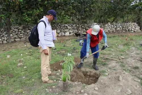 Cerca de 50 pobladores de comunidades campesinas de la región Áncash se convertirán en la primera promoción de productores certificados en la competencia productor de paltos.