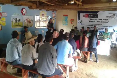 Un promedio de 50 pequeños ganaderos de la comunidad campesina de Cujaca, ubicada en el distrito y provincia piurana de Ayabaca, fortalecieron sus capacidades productivas sobre el manejo ganadero, mediante las Escuelas de Campo de Agricultores (ECA) que brindó el Ministerio de Agricultura y Riego (Minagri) en esta zona, a través de Agro Rural.