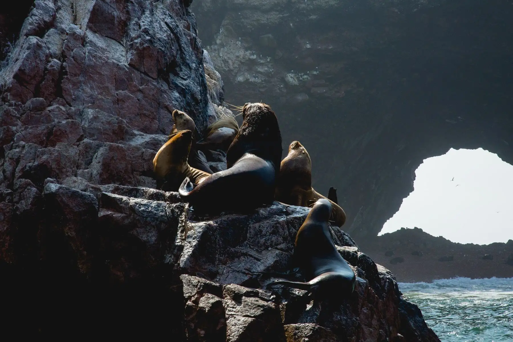 El Sernanp genera alianzas con actores comprometidos con la protección y el desarrollo sostenible de las áreas naturales, como las Islas Ballestas y Chincha.