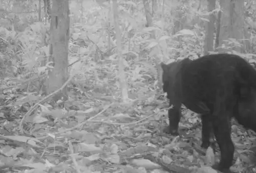 El primer registro en imágenes para la región Amazonas de una de las especies más difícil de avistar en el mundo como es el otorongo melánico o también conocido como otorongo negro, se realizó en el Parque Nacional Cordillera del Cóndor, área protegida administrada por el Servicio Nacional de Áreas Naturales Protegidas por el Estado (Sernanp), organismo adscrito al Ministerio del Ambiente (Minam).