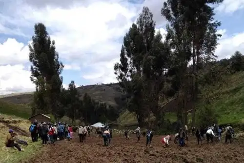 Desde inicios de agosto, el Ministerio de Agricultura y Riego (Minagri), a través de Agro Rural y la Dirección General de Ganadería, ejecuta la Campaña de Siembra de Pastos 2018, mediante la cual se tiene programada la instalación de 4370 hectáreas de pastos en 8 provincias de la región.