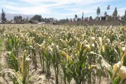 Una inusual nevada que se registró en los últimos días en la zona andina de la región Junín afectó más de 40,000 hectáreas de cultivos de panllevar, que se hallan en etapa de floración, sobre todo de maíz, choclo y papa.