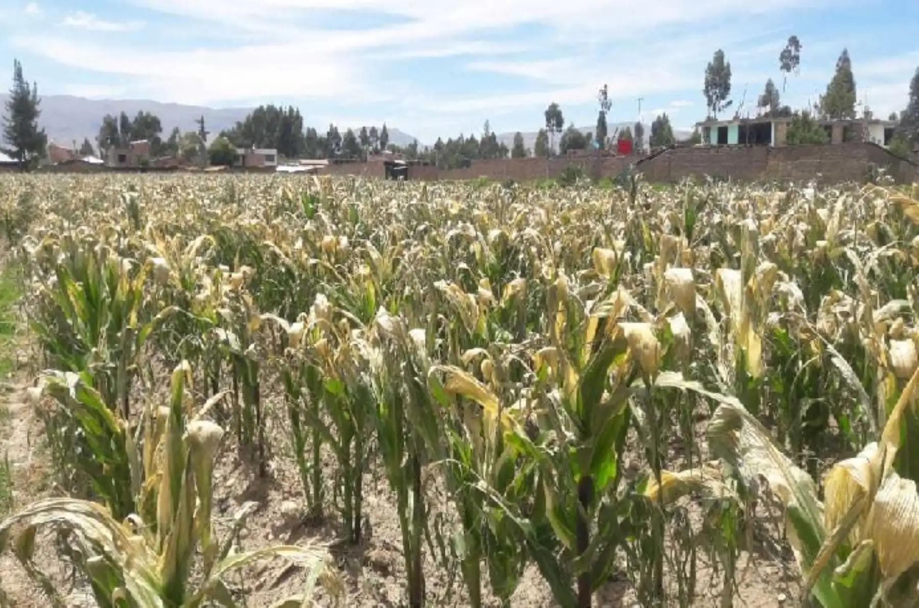 Una inusual nevada que se registró en los últimos días en la zona andina de la región Junín afectó más de 40,000 hectáreas de cultivos de panllevar, que se hallan en etapa de floración, sobre todo de maíz, choclo y papa.