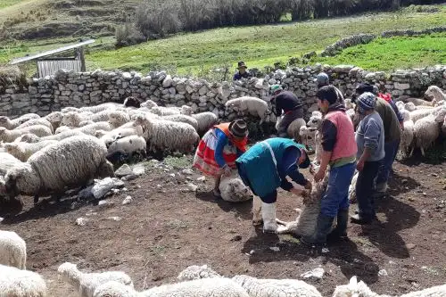 En el distrito ayacuchano de Uchuraccay vacunaron a 60 bovinos para controlar la distomatosis hepática.