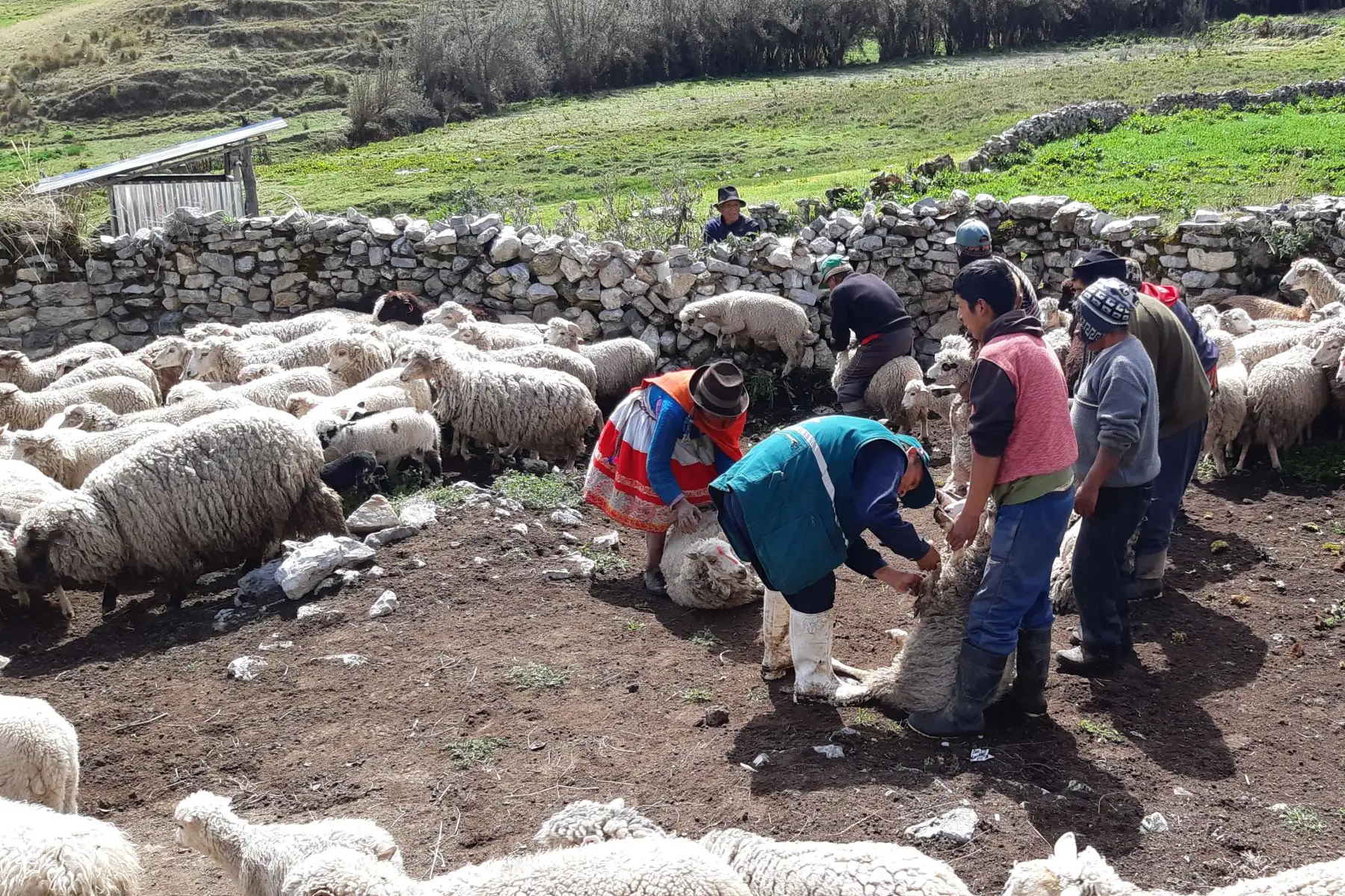 En el distrito ayacuchano de Uchuraccay vacunaron a 60 bovinos para controlar la distomatosis hepática.