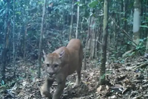 Tres de las cinco especies de felinos que habitan la región tropical de la selva baja peruana como jaguar, puma y ocelote fueron registrados por primera vez en imágenes por cámaras trampa al interior del Parque Nacional Sierra del Divisor, área natural protegida administrada por el Servicio Nacional de Áreas Naturales Protegidas por el Estado (Sernanp), organismo adscrito al Ministerio del Ambiente (Minam).