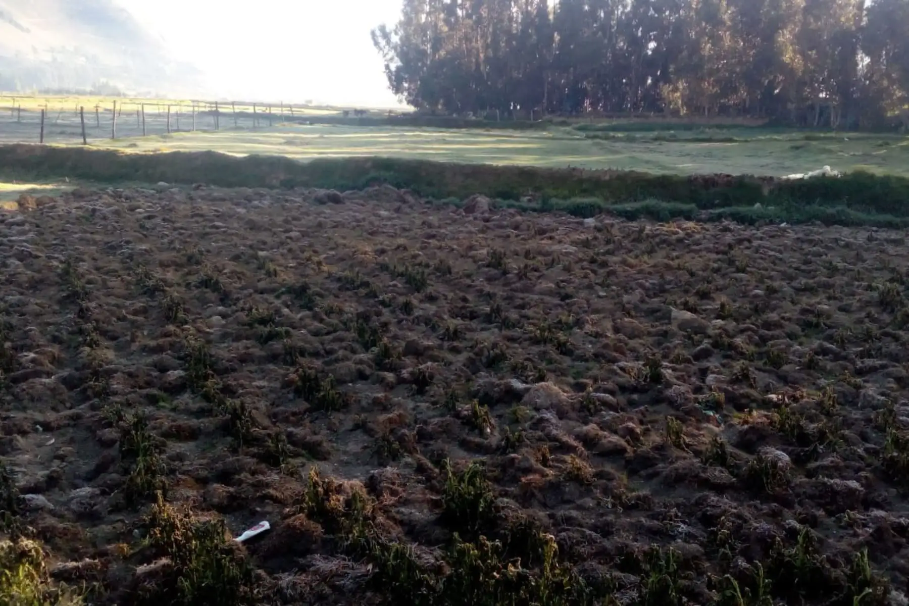 Junín pide ser declarada en emergencia por daños causados por las heladas en el sector agrícola. ANDINA/Pedro Tinoco