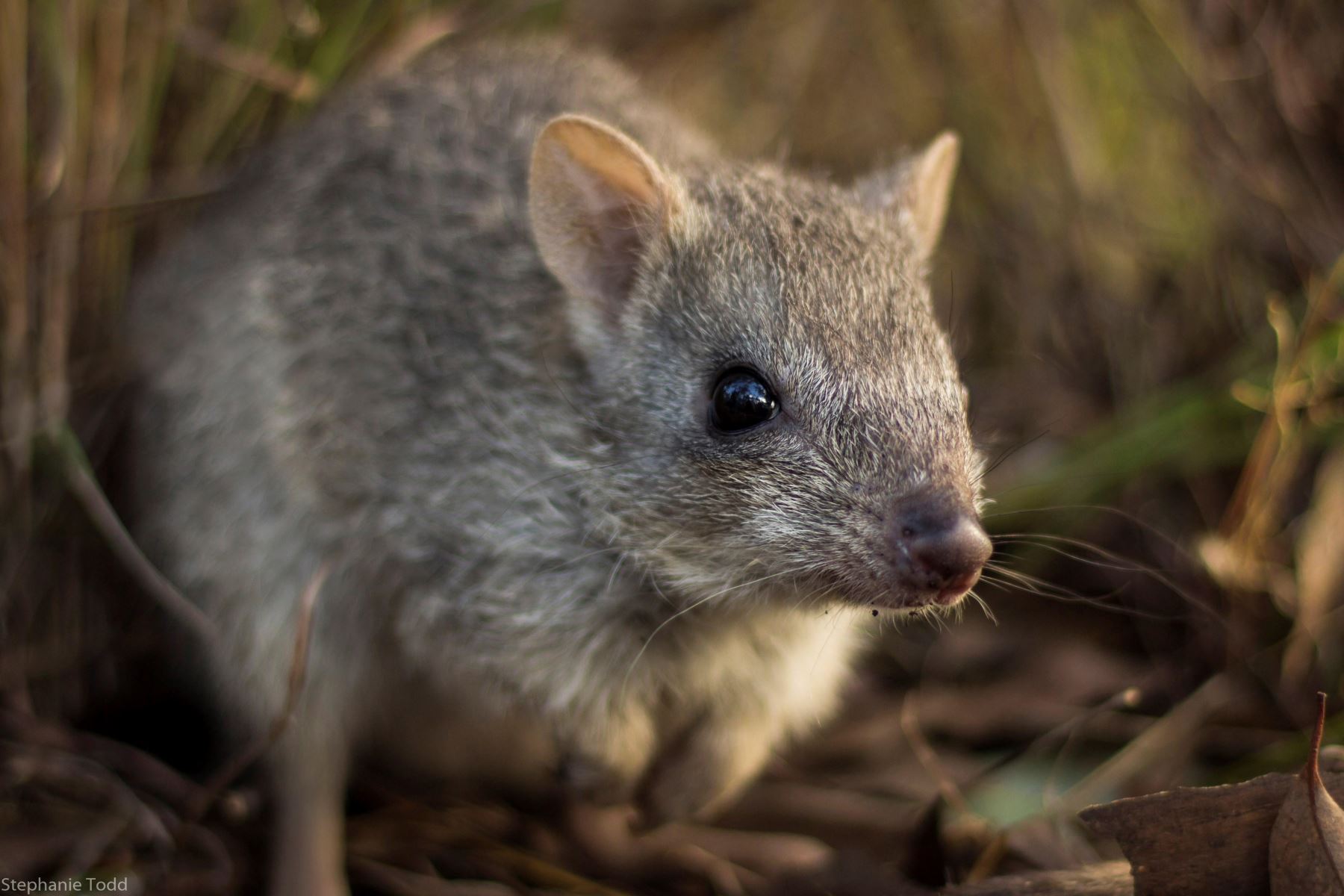 Imagen facilitada por WWF de un ejemplar de bettong del norte, conocido en Australia como la rata canguro Foto:EFE