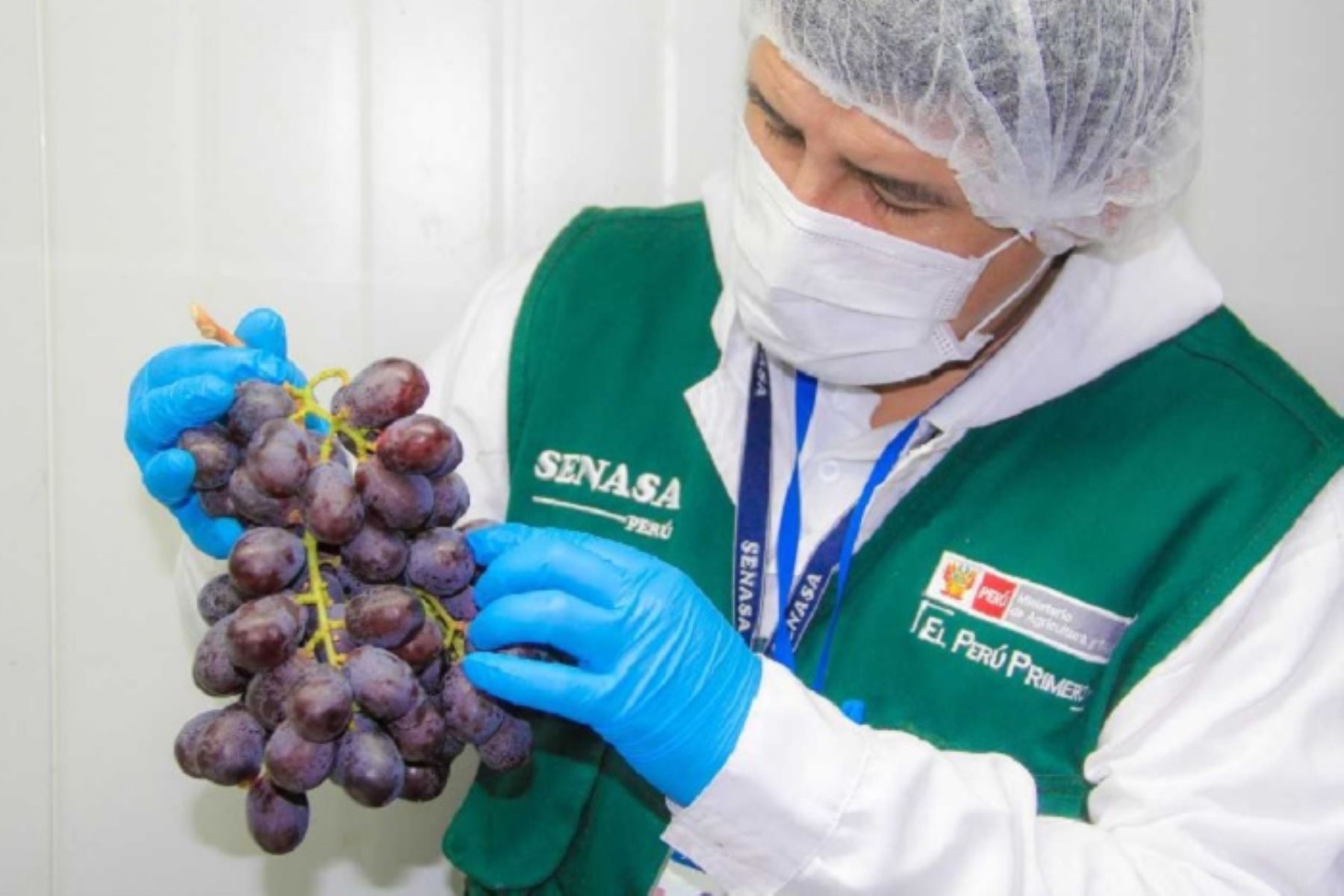 Especialistas del Servicio Nacional de Sanidad Agraria (Senasa) trabajan en la certificación del lugar de producción, planta de empaque, así como la inspección del envío programado y el tratamiento de la uva que se alista a ser exportada desde las provincias de la zona costa de Áncash.