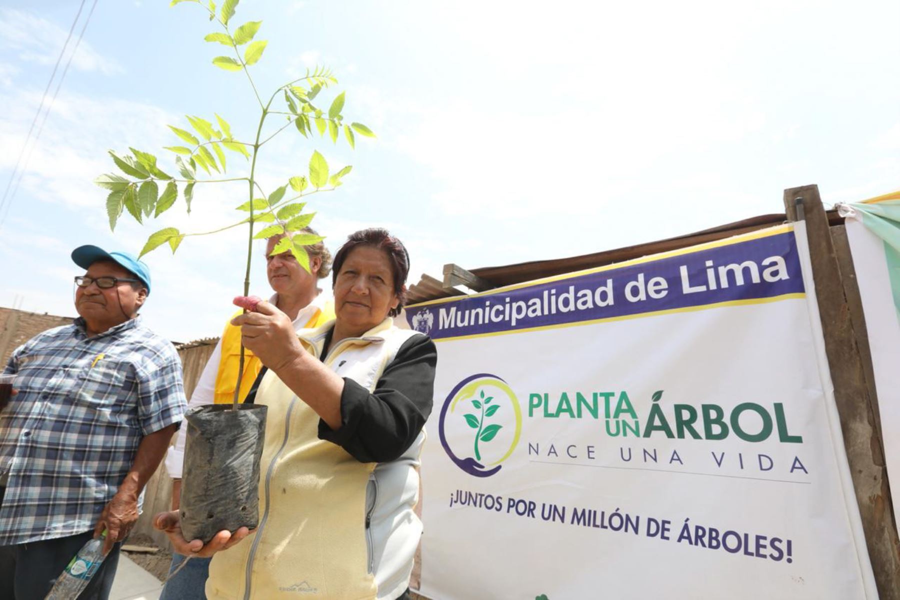 Sembrado de 1,000 árboles en Puente Piedra. Foto: Andina/Difusión